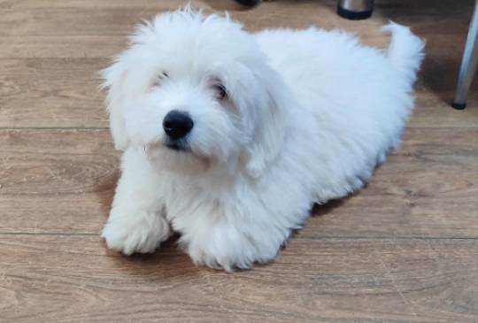 Coton de Tulear image 6