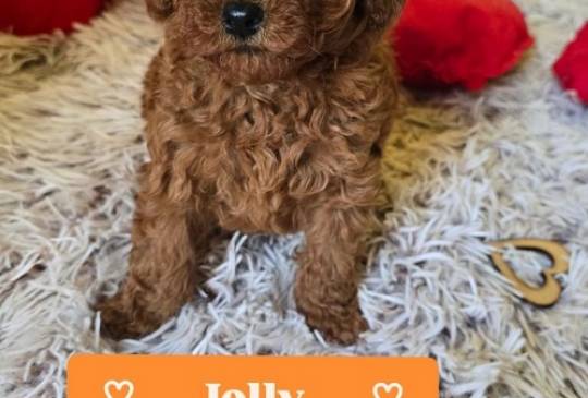 Preslatki štenci CRVENE TOY PUDLE image 6