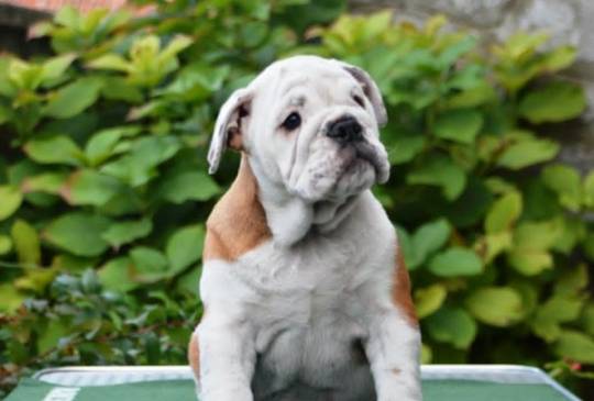 Engleski Buldog image 6