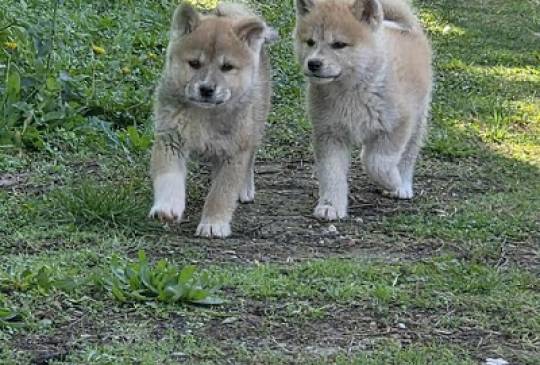 Japanska Akita, štenci image 6