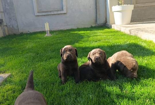 Štenci čokoladnog labradora image 6