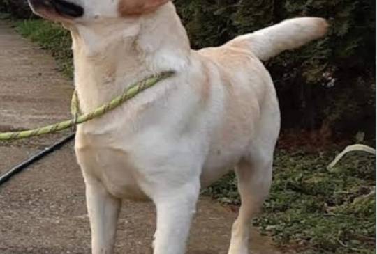 LABRADOR retriver, štenci šampionskog po image 6