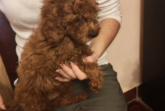 Crvena toy pudla image 6