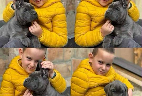 Štenci Cane Corso image 5