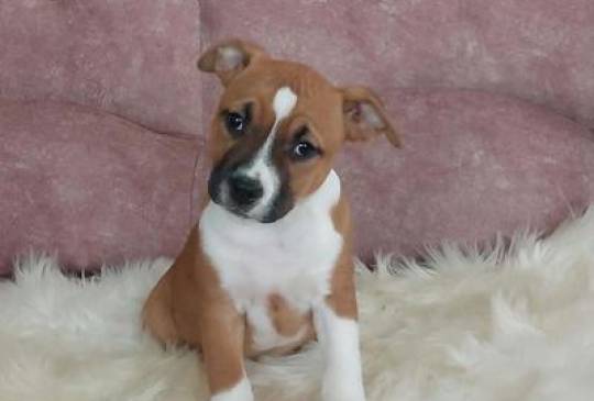 Američki stafordski terijer štenci image 1