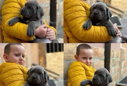 Štenci Cane Corso image 2