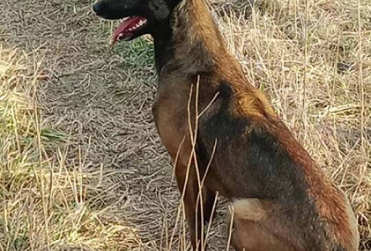 Belgijski ovčar Malinoa image 6