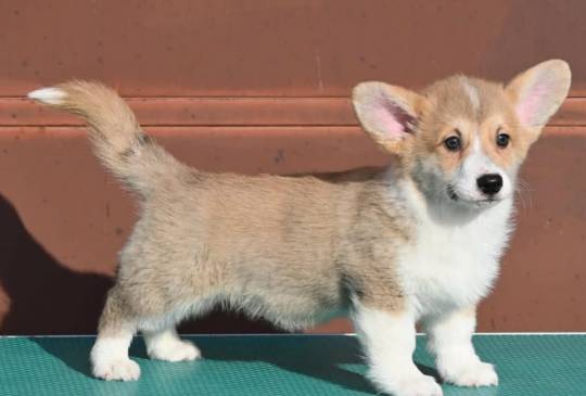 Velski korgi/Welsh Corgi Pembroke štenci image 2