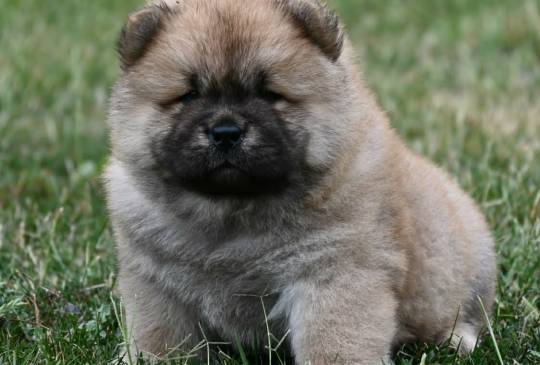 Chow Chow Cau Cau Čau Čau image 3