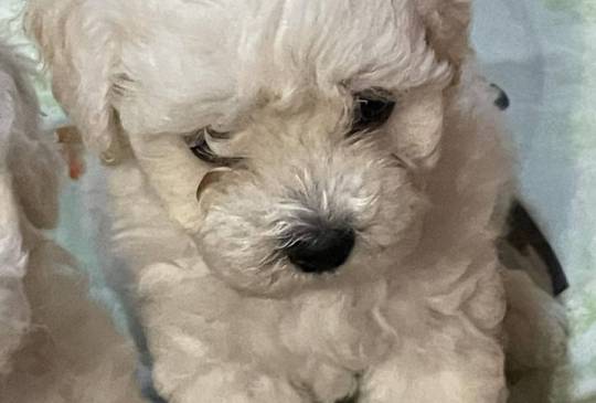 Kovrdžavi bišon štenci image 3