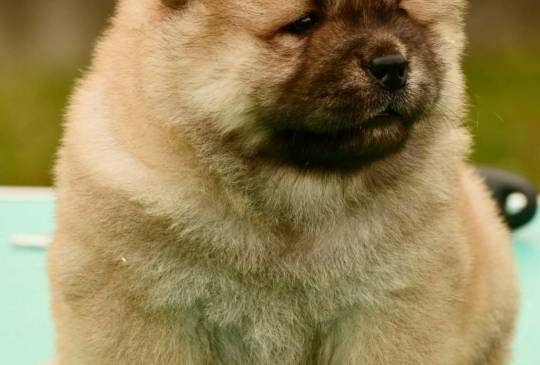 Chow Chow Cau Cau Čau Čau image 2