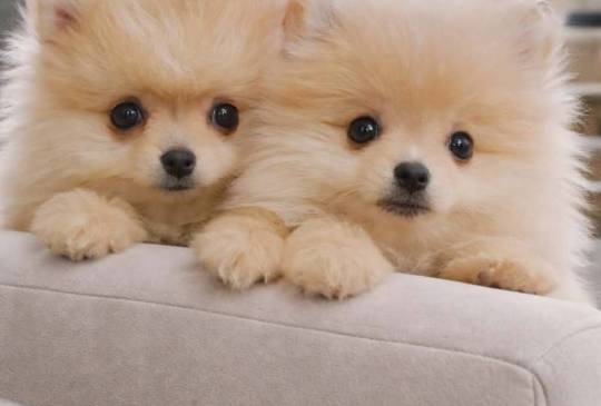 Pomeranac BOO štenci image 2