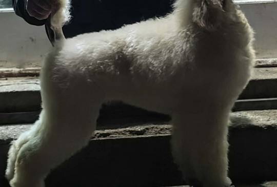 Vrhunsko leglo VELIKIH PUDLI image 5