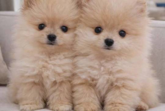 Pomeranac BOO štenci image 3