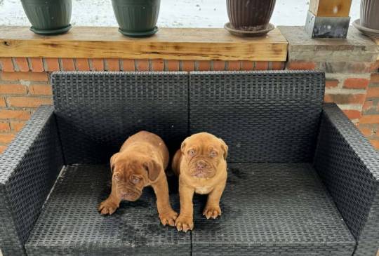 Bordoška doga štenci image 4