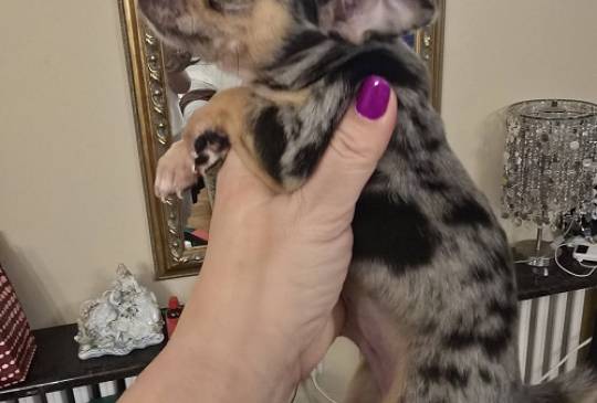 Štenci EKSTRA mini čivave image 6