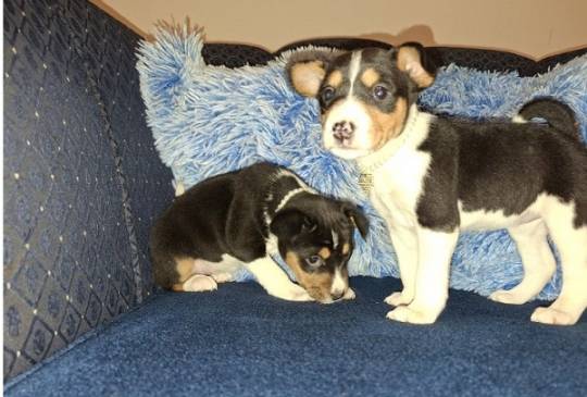 BASENJI štenci image 6