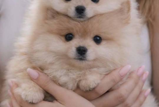 Pomeranac BOO štenci image 4