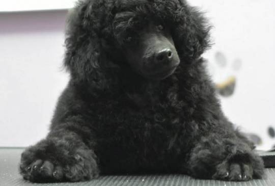 Patuljasta Pudla muško štene image 3