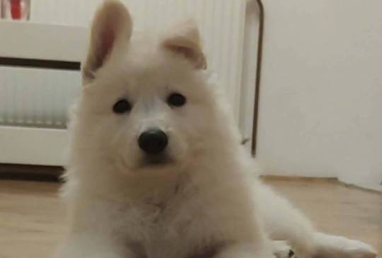 Beli švajcarski ovčar štenci image 5