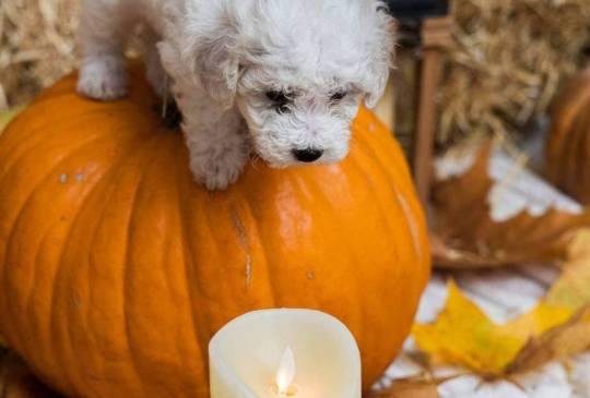 Kovrdžavi bišon štenci image 4