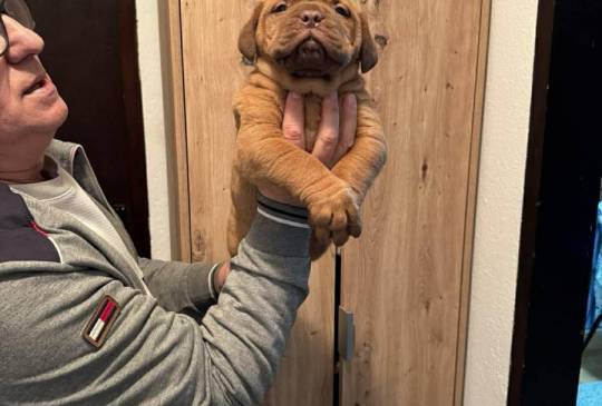 Bordoška doga štenci image 5