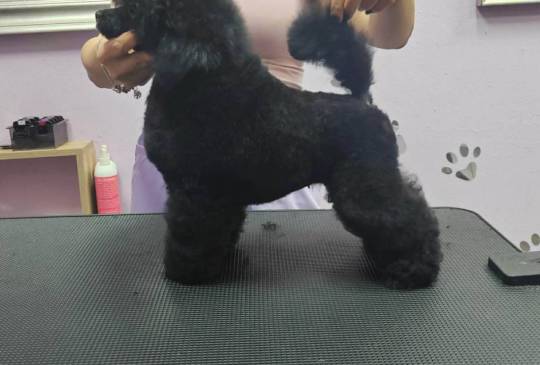 Patuljasta Pudla muško štene image 6