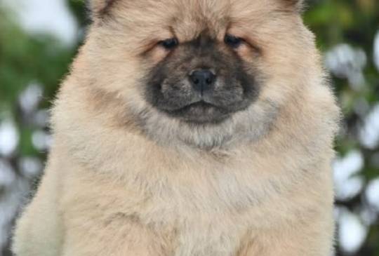 Chow Chow Cau Cau Čau Čau image 1