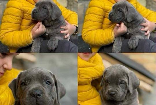 Štenci Cane Corso image 3