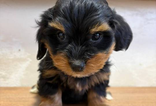 Havanski Bišon prelepi štenci image 5