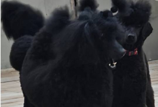 Vrhunsko leglo VELIKIH PUDLI image 6