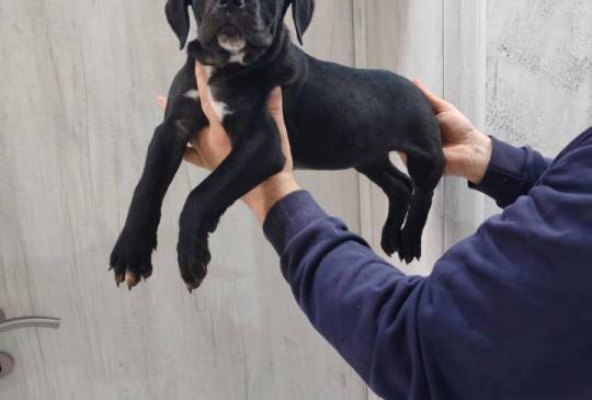 Na prodaju stenad Cane Corso, image 1