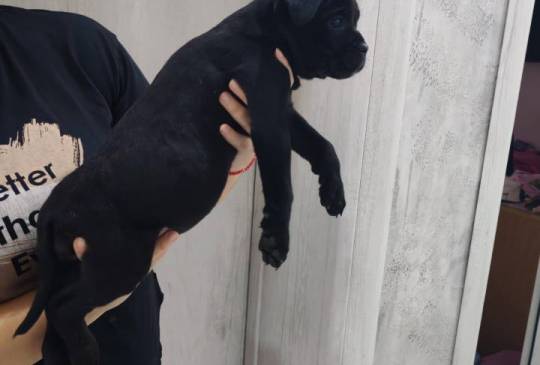Na prodaju stenad Cane Corso, image 3