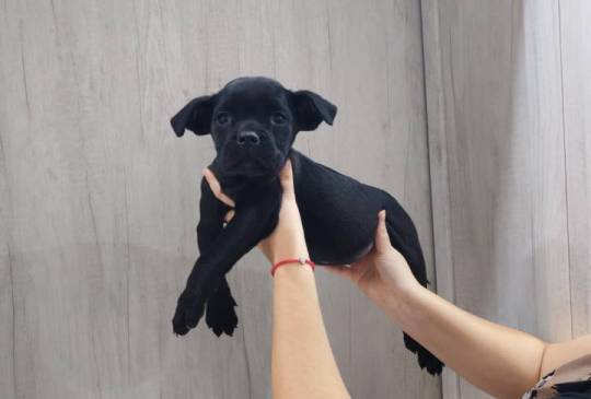 Na prodaju stenad Cane Corso, image 4