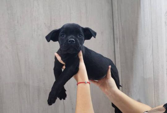 Na prodaju stenad Cane Corso, image 5