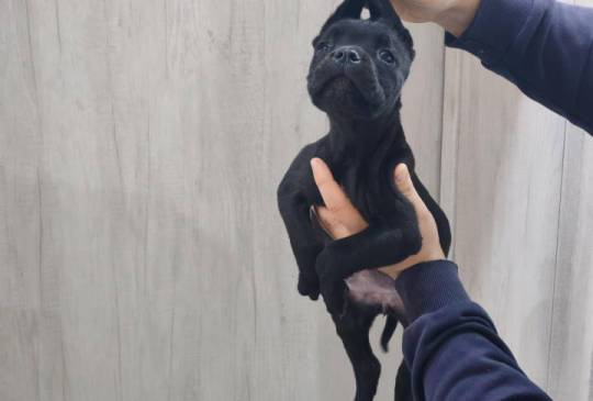 Na prodaju stenad Cane Corso, image 6