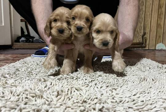 Koker španijeli image 4