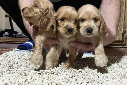 Koker španijeli image 6