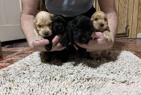 Koker španijeli image 1