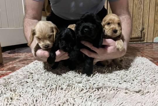 Koker španijeli image 5