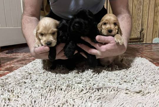 Koker španijeli image 3