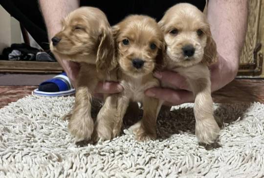 Koker španijeli image 2