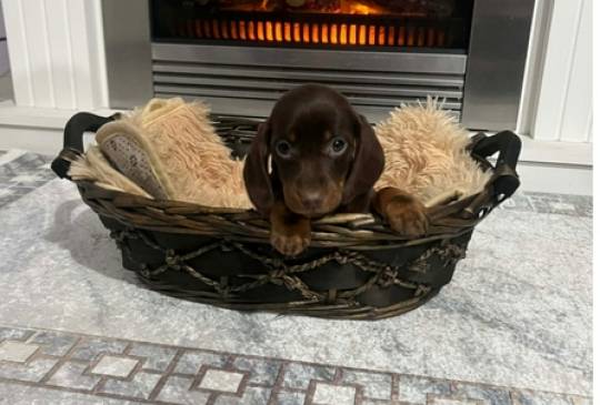 Patuljasti kratkodlaki jazavičari ekstra image 1