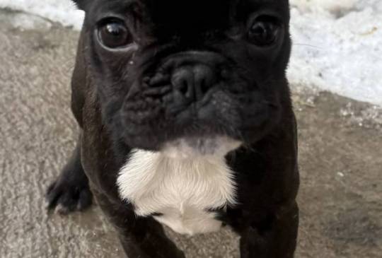 Francuski buldog stenci image 1