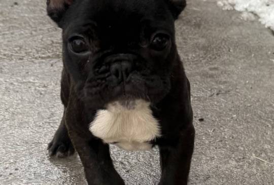 Francuski buldog stenci image 2