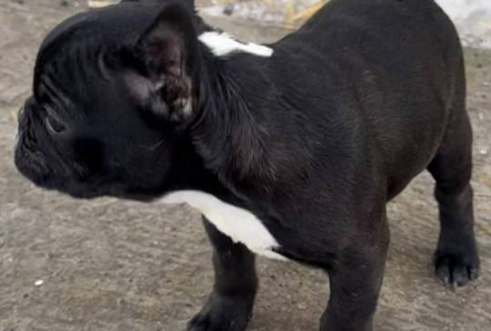 Francuski buldog stenci image 3