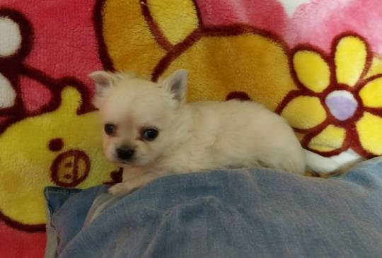 Čivave stenci image 2