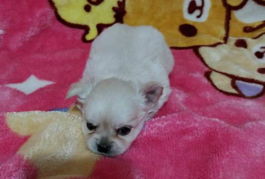 Čivave stenci image 1