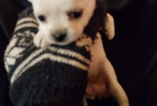 Čivave stenci image 3