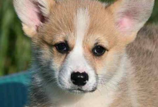 Welsh Corgi Pembroke Velški Korgi image 4